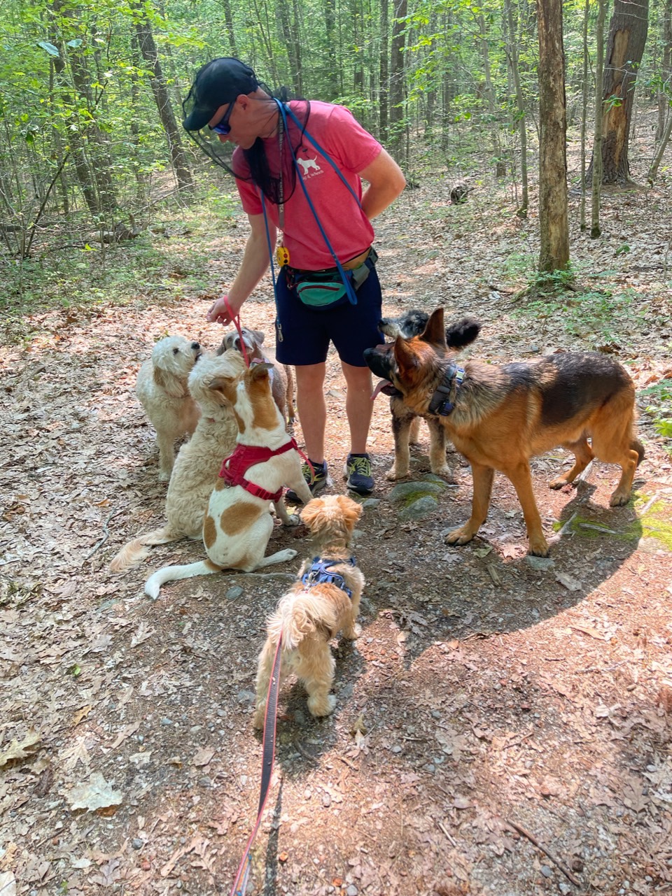 Jake leading a pack of dogs on a Wag & Wheels adventure walk