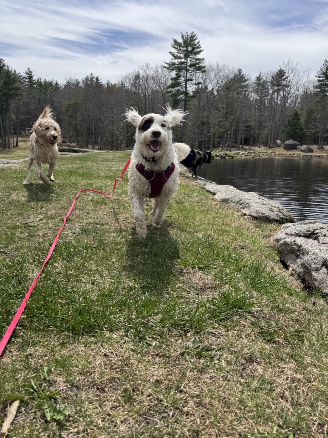 A happy dog running off-leash by the pond on an adventure walk